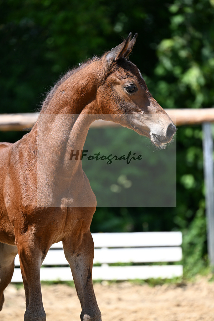 Kat-Nr. 15 Vjento x Dantano_HF_Wiedemann_16250390 | hf-fotografie - Realizzato con Pictrs.com