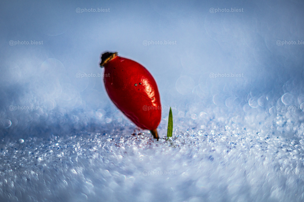 Help! | Hagebutte, versunken im Schnee. - Realisiert mit Pictrs.com