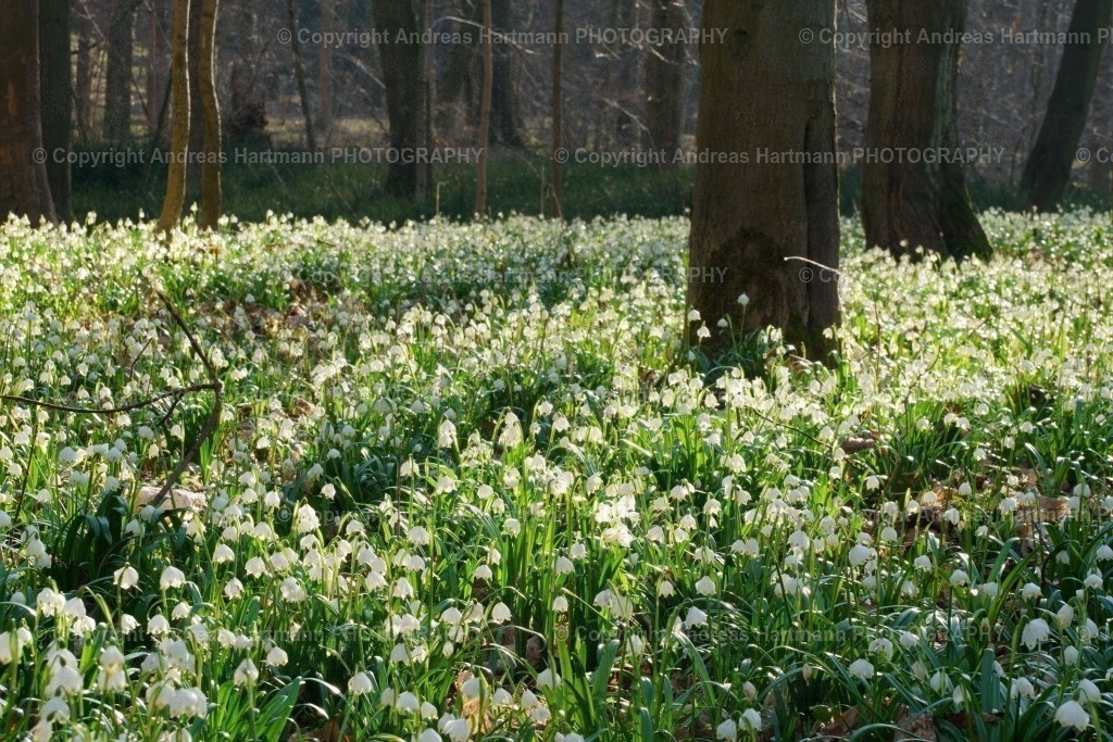 Märzenbecherwiese | Märzenbecherwiese Ossig - Realisiert mit Pictrs.com
