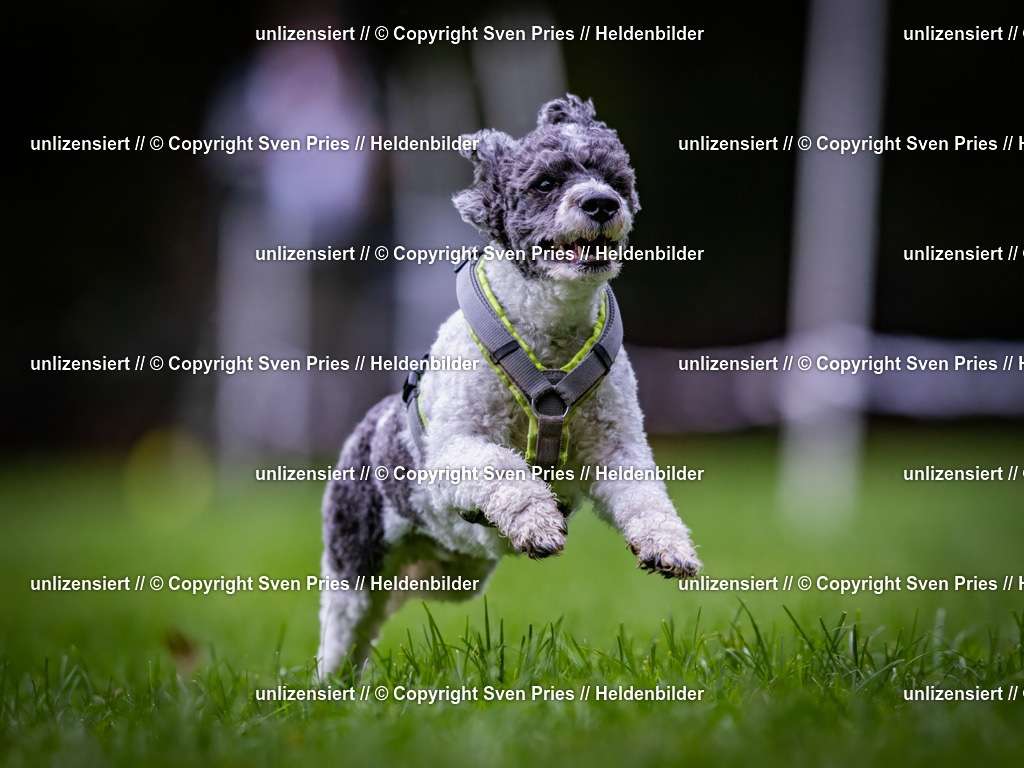 Sven Pries | 2024-10-19 - Hunderennen Ober-Grombach - Realisiert mit Pictrs.com