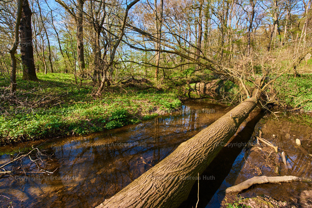 Im NSG _Pfarrholz_ Groitzsch 05 | Bedeutsame Landschaften Deutschlands - Realisiert mit Pictrs.com
