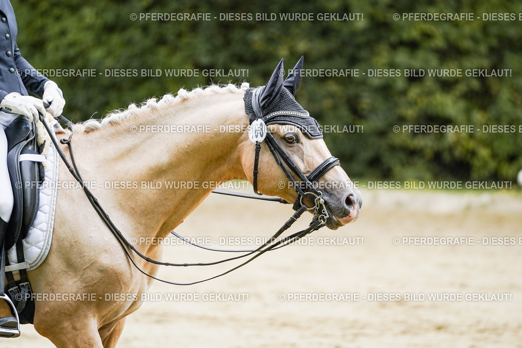 DSC09071 | Pferdegrafie