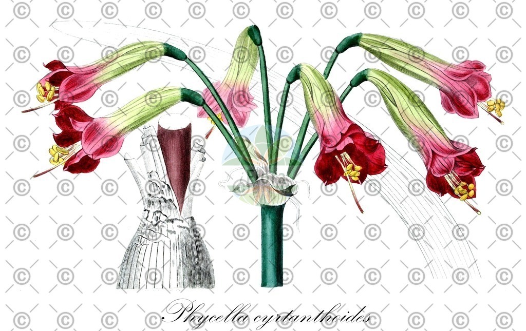 HistAbb_wfo-0000729296_3_ENZY_Simple | Historische Abbildung von Phycella cyrtanthoides - Amaryllidaceae | Historical Illustration of Phycella cyrtanthoides - Amaryllidaceae