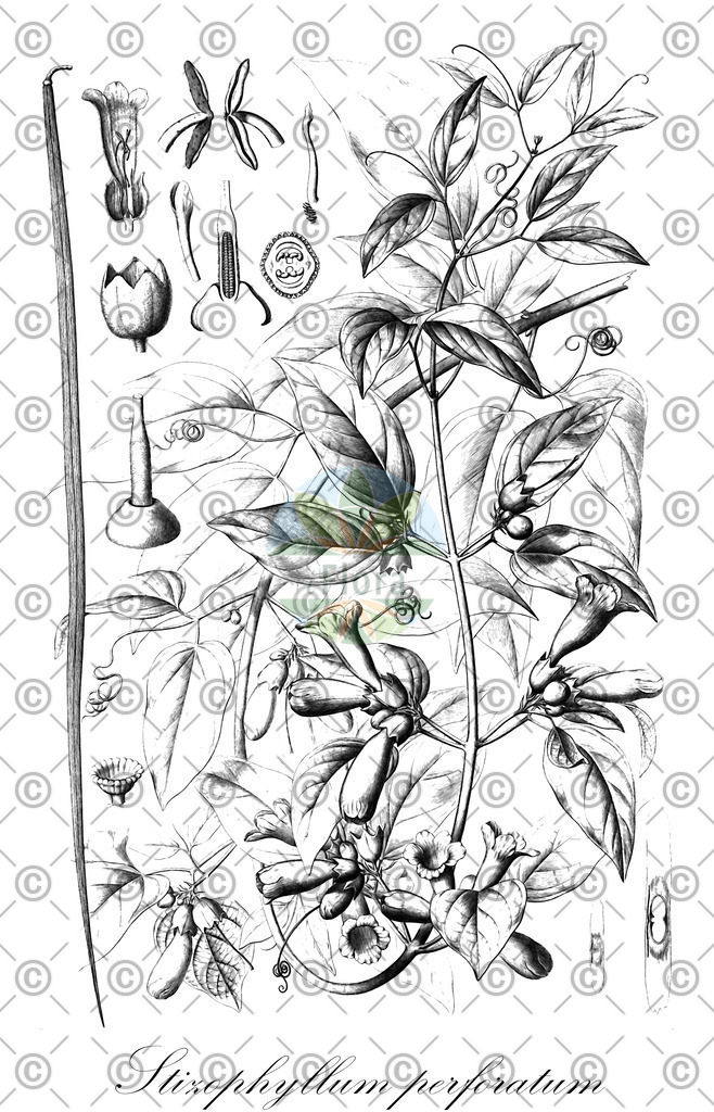 HistAbb_wfo-0000021794_1_ENZY_Simple | Historische Abbildung von Stizophyllum perforatum - Bignoniaceae | Historical Illustration of Stizophyllum perforatum - Bignoniaceae