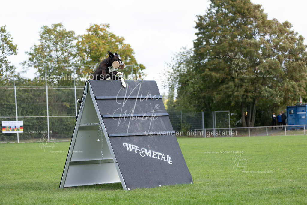 _16A6694 | Einzigartige Fotos von Hunden & Menschen –Actionfotos, Portraits, Vereinsaufnahmen & Paarshootings – authentisch, lebendig & mit Herz.