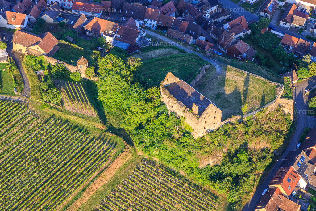 Luftbild: Ruine des Schloss Burkheim über dem Weinberg im Ortsteil Burkheim in Vogtsburg im Bundesland Baden-Württemberg in Deutschland. Foto: IMG_147897.jpg vom 30.05.2025 durch Werner Riehm/FLY-FOTO.deSCHLOSS-BURKHEIM.DE