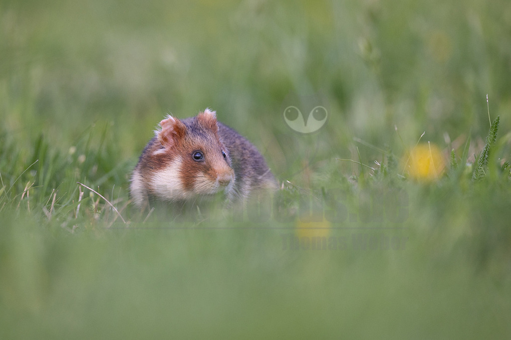 R5NF5494_20240511 | Der Feldhamster (Cricetus cricetus) ist die einzige Art der Gattung Hamster in Europa und etwa so groß wie ein Meerschweinchen. Er legt einen weit verzweigten Bau unter dem Acker an. Der hübsche Nager ernährt sich von Getreide und anderen Feldfrüchten und hält von circa Oktober bis April einen festen Winterschlaf. - Realisiert mit Pictrs.com