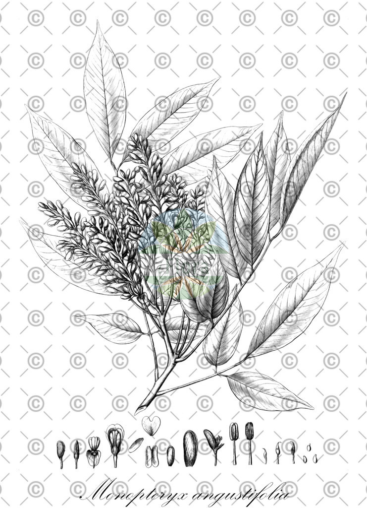 HistAbb_wfo-1000023680_1_ENZY_Simple | Historische Abbildung von Monopteryx angustifolia - Fabaceae | Historical Illustration of Monopteryx angustifolia - Fabaceae