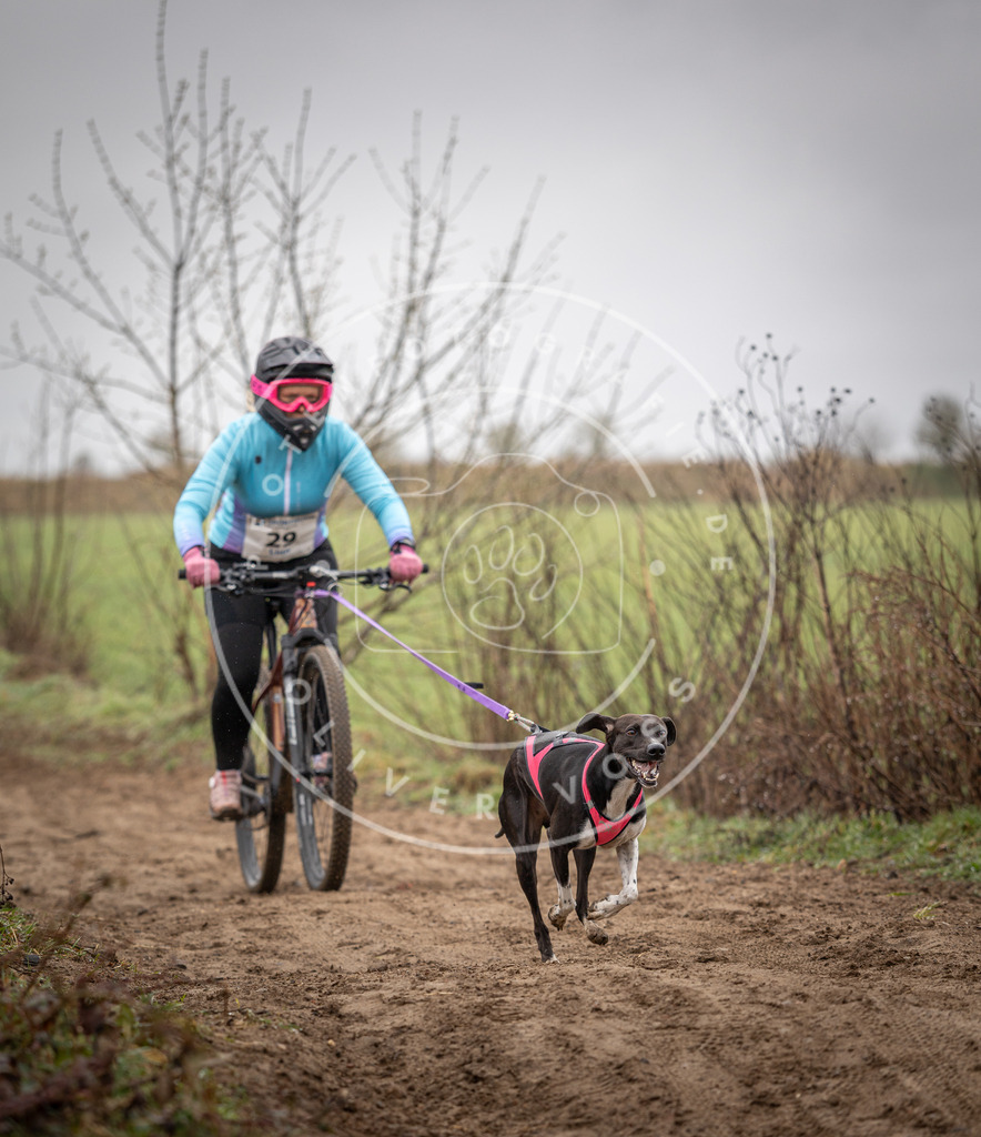 DV3A9085 | Hundefotografie, Tierfotograf, Pfotenfotografie, Fotoshooting Hund, Hunde Portrait, Hundesport, Hundeportraits, Heideshooting, Hunde, Sportfotograf, Hundefotograf, Turnierhundsport, THS,  - Realisiert mit Pictrs.com