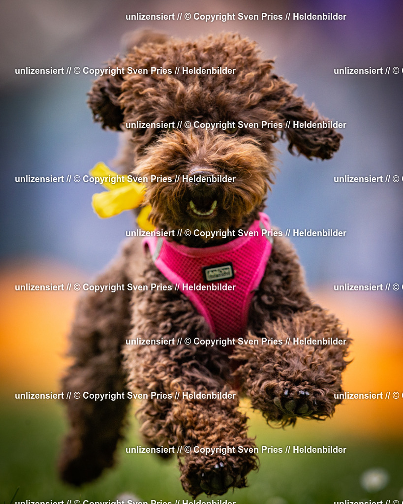 Sven Pries | 2025-05-29 - Pudelrennen KA-Durlach - Realisiert mit Pictrs.com