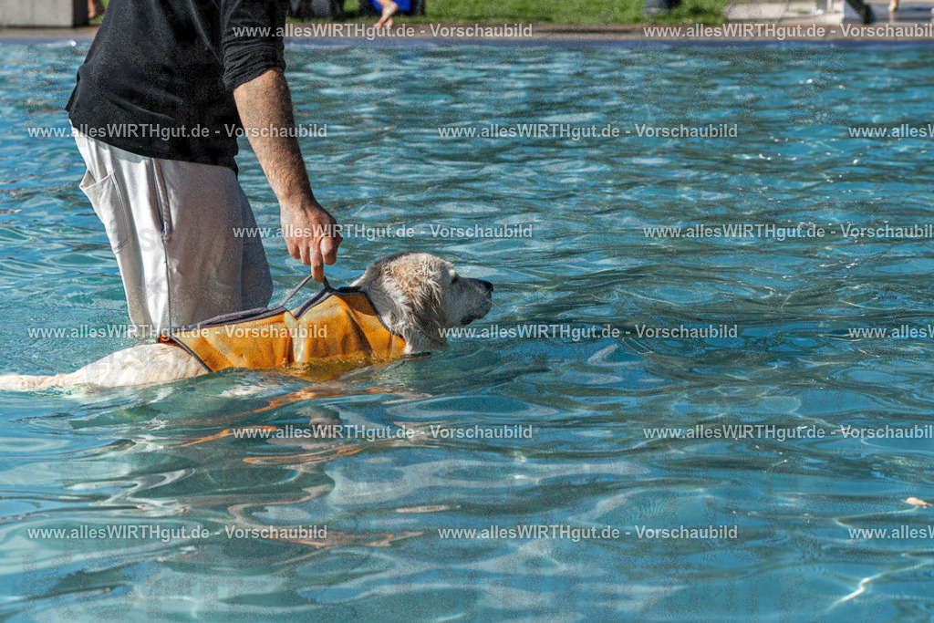 Hundeschwimmen_Volksbad_2026-allesWIRTHgut_Tierfotografie-2609061324-FAY06715 | Professionelle Tierfotografie in Mönchengladbach von Daniel Wirth (allesWIRTHgut). Liebevolle & natürliche Bilder von Hunden & Katzen für unvergessliche Erinnerungen.