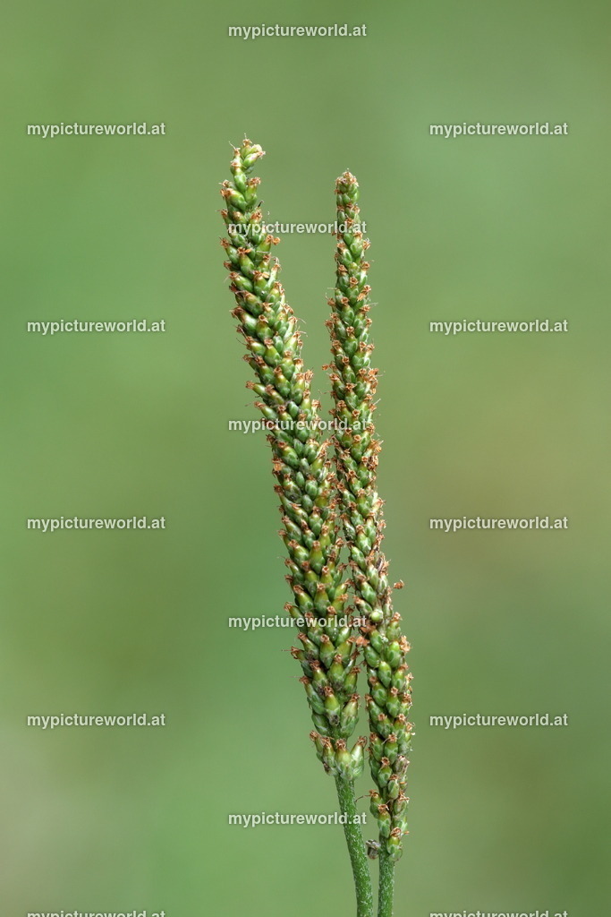 Breitwegerich-005 | Das Bilderarchiv über Tiere, Planzen und Landschaften. In der Bilddatenbank finden Sie ein große Auswahl an hochwertigen Bilder für Ihre Werbung - Realisiert mit Pictrs.com