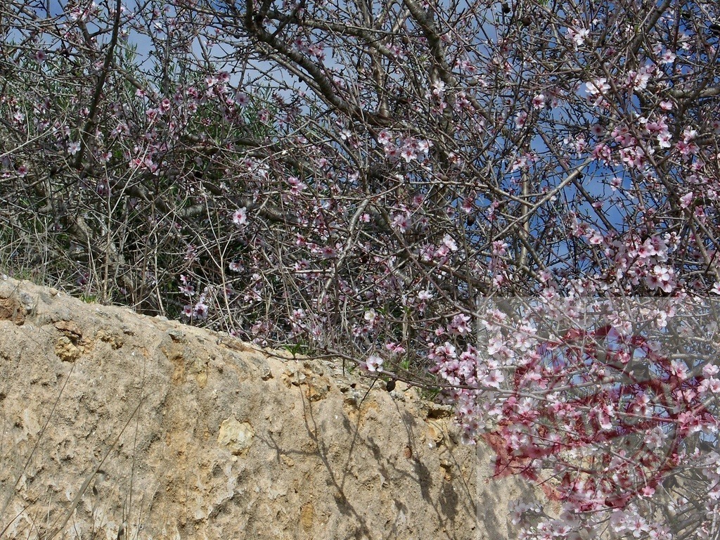 Almond tree branches blooming with pink flowers in spring | Almond tree blooming with delicate pink and white flowers against a rustic rock wall - Realized with Pictrs.com