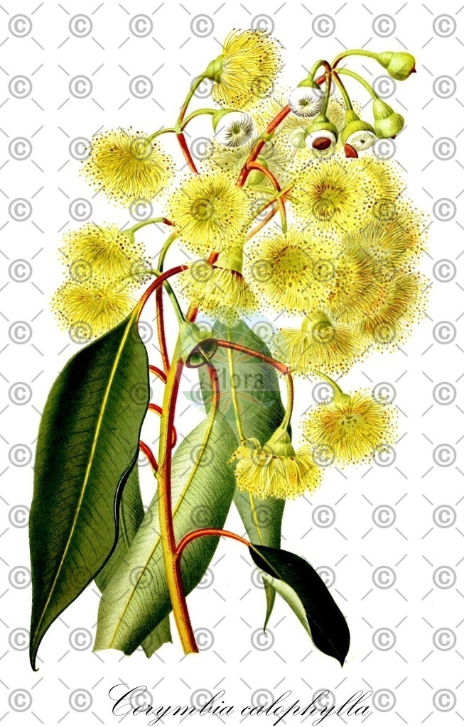 HistAbb_wfo-0000925421_2_ENZY_Simple | Historische Abbildung von Corymbia calophylla - Myrtaceae | Historical Illustration of Corymbia calophylla - Myrtaceae