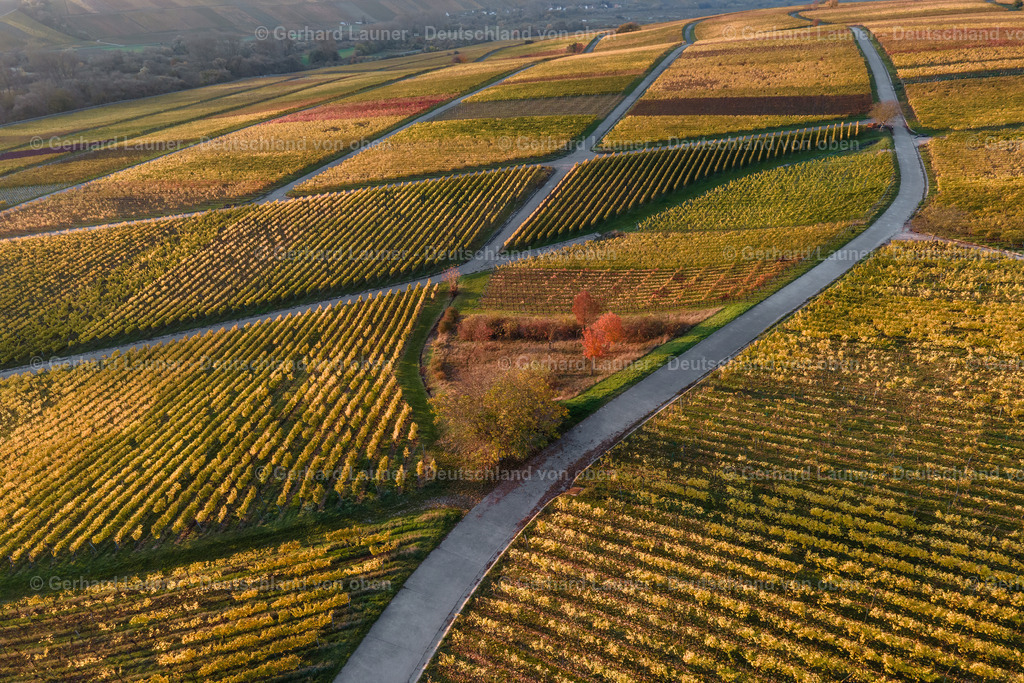 WEI0023 | Weinberg auf der Weininsel bei Sommerach