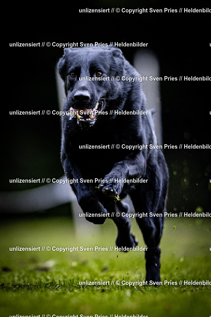 Sven Pries | 2025-10-03 - Hunderennen Obergrombach - Realisiert mit Pictrs.com