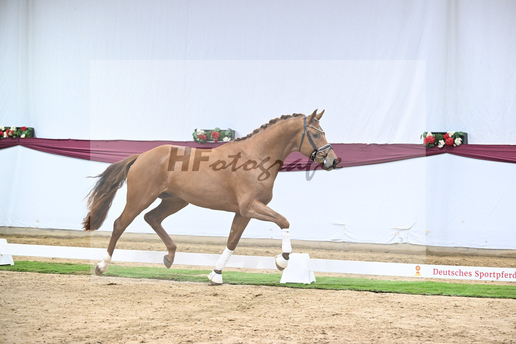 Kat-Nr. 134 Vitalis x Millennium_PBM Pfefferle GmbH_47254542 | hf-fotografie - Realisiert mit Pictrs.com