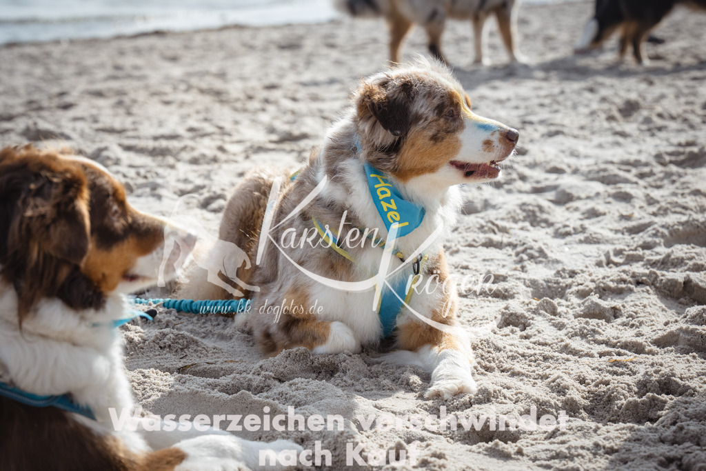 1242_ZZ98268 | kk-dogfotos