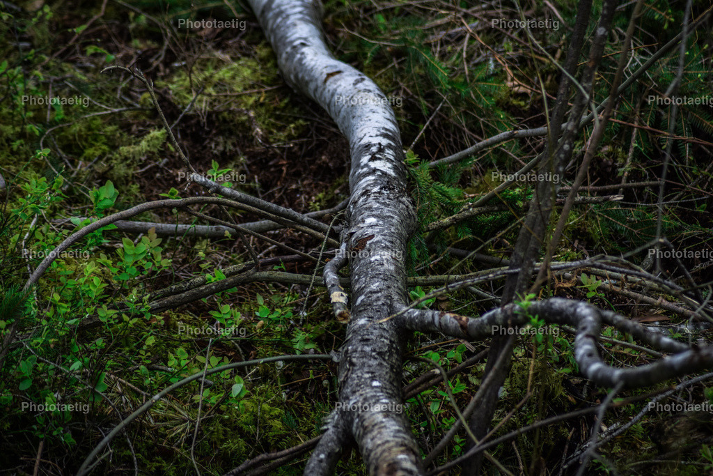 IMG_0304 | phototaetig