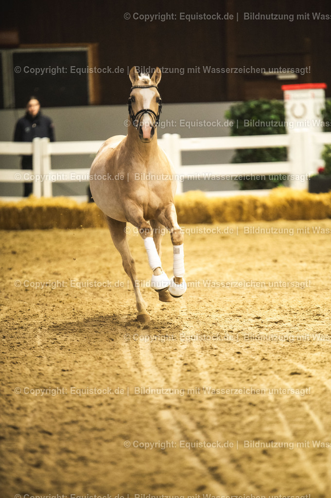 20240302_Hengstvorstellung_Marbach_TOMsPiC_0839 | equistock