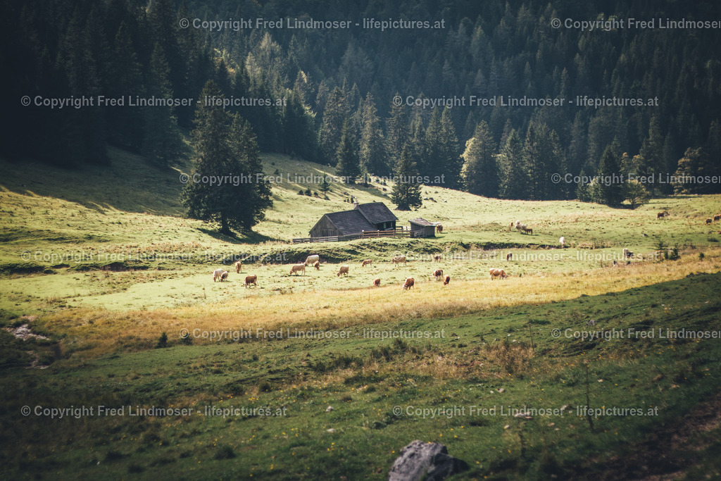 Koenigskogel duerriegel falbersbachalm-4759 | Fotos und Fotoprodukte - Realisiert mit Pictrs.com