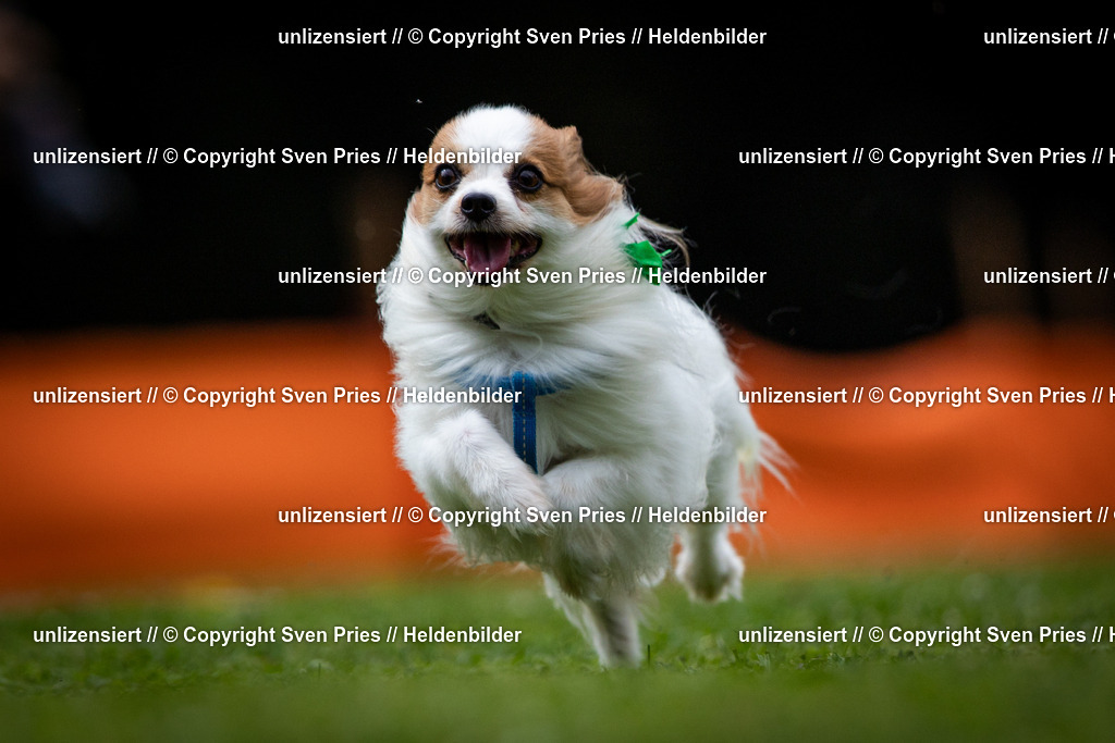 Sven Pries | 19. Allgemeines Hunderennen Karlsruhe Durlach - Realisiert mit Pictrs.com