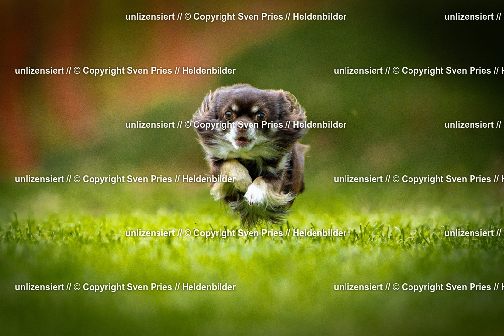 Sven Pries | 2025-09-21 - Hunderennen Baden-Oos - Realisiert mit Pictrs.com