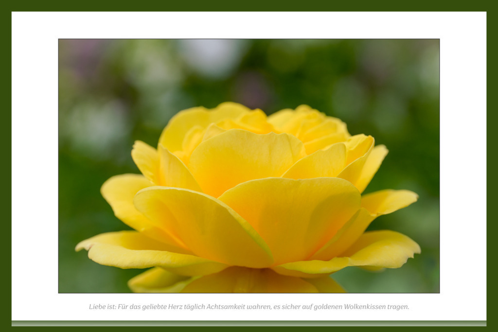 beetrose-carte-d_-or-poesie-vb | Auflösung des Originals: 10800 x 7200 px. - Realisiert mit Pictrs.com