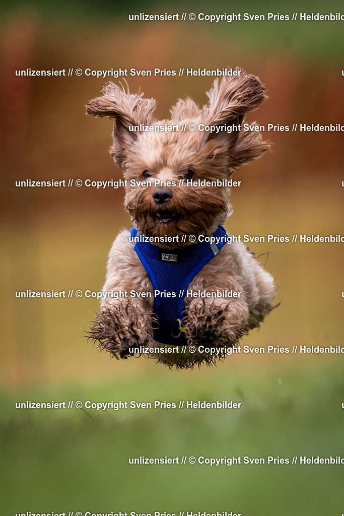 Sven Pries | 2024-04-21 - Hunderennen Baden-Oos
Foto: Sven Pries - Realisiert mit Pictrs.com