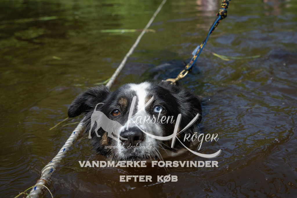 1206DKK991806 | kk-dogfotos