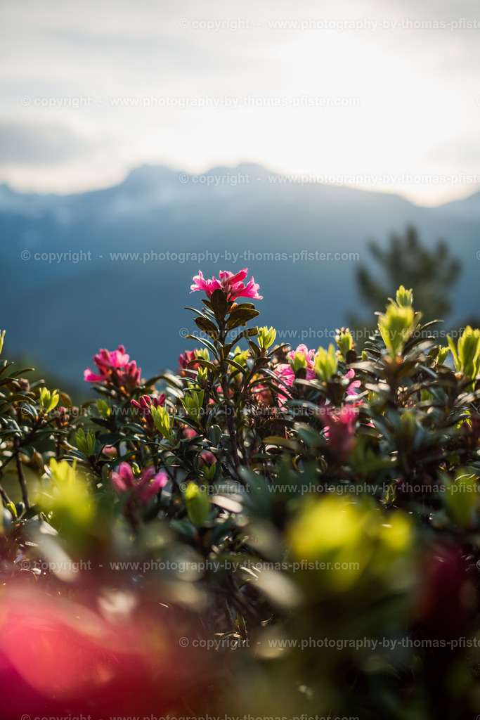 Sommer im Tuxertal copyright  Thomas Pfister-2 | PHOTOGRAPHY BY THOMAS PFISTER