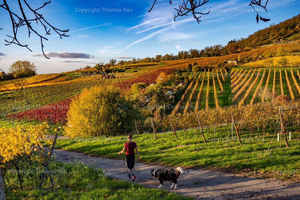 Goldener-Oktober_Weinberge-Bergstrasse-2 | Eine Spaziergängerin mit ihrem Hund auf dem Weg zwischen den herbstlich gefärbten Weinbergen an der Hessischen Bergstraße. Das goldene Laub leuchtet im Sonnenlicht, im Hintergrund erhebt sich der Hemsberg bei Bensheim – ein typisches Bild des goldenen Oktobers in der Weinlandschaft zwischen Bensheim und Heppenheim., Bild: Thomas Neu