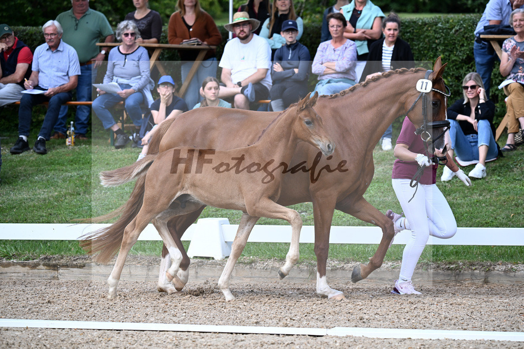 Kat-Nr. 11 Va Bene x Sezuans Donnerhall_HF_Boehm_29250410 | hf-fotografie - Realizzato con Pictrs.com