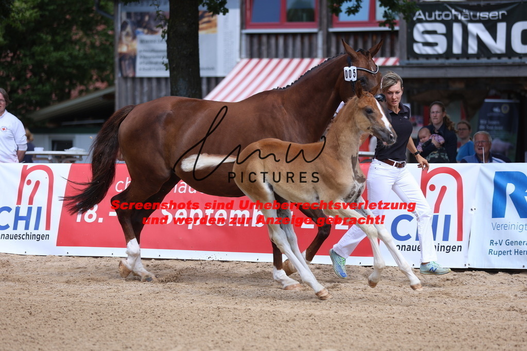 Fohlenschau_Schwäbisch_Hall_dressurbetonte_Fohlen_KN 5_5 | lmwpictures - Realisiert mit Pictrs.com