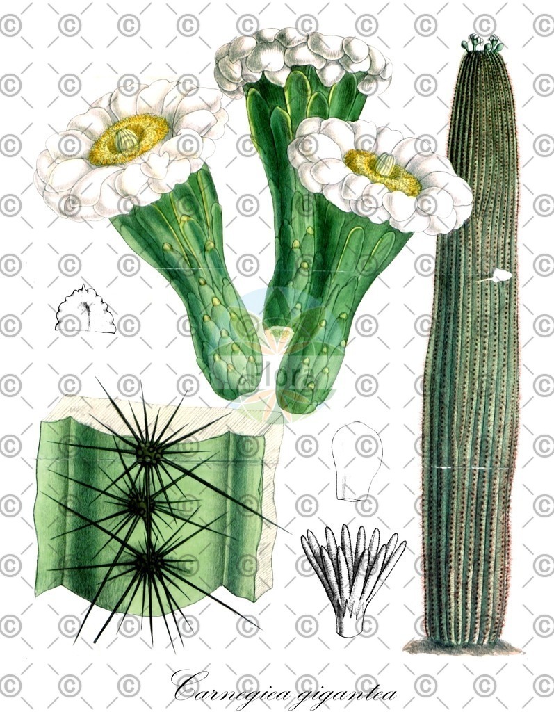 HistAbb_wfo-0000588147_2_ENZY_Simple | Historische Abbildung von Carnegiea gigantea - Cactaceae (Riesenkaktus) | Historical Illustration of Carnegiea gigantea - Cactaceae (giant cactus)