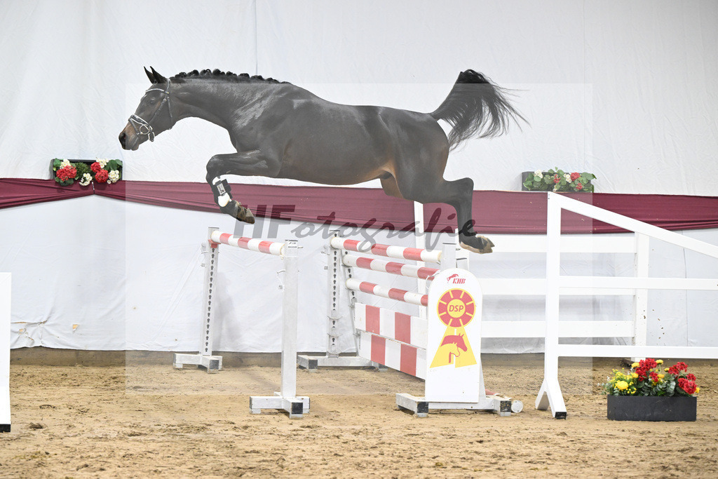 Kat-Nr. 78 Conthalou x Cornet Obolensky_Benjamin Maier_47252739 | hf-fotografie - Realisiert mit Pictrs.com