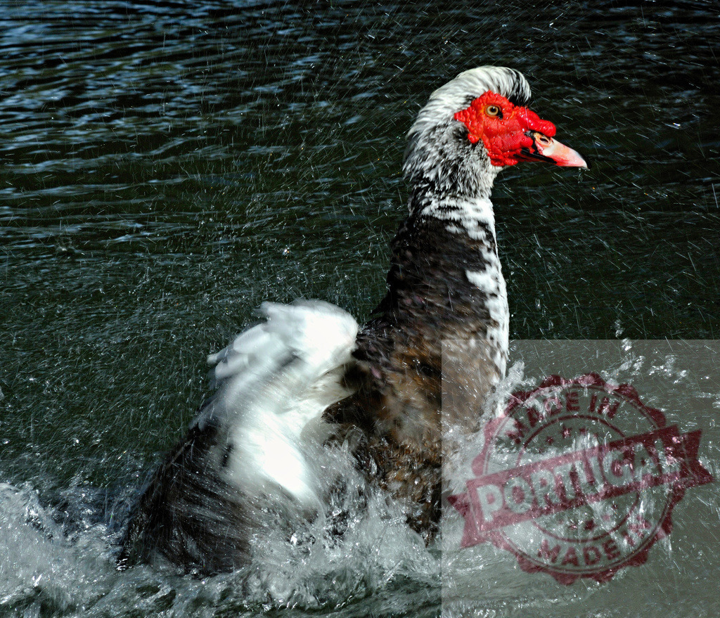 Muscovy duck splashing water in pond bathing | Muscovy duck vigorously splashing water while bathing in a dark pond - Realized with Pictrs.com
