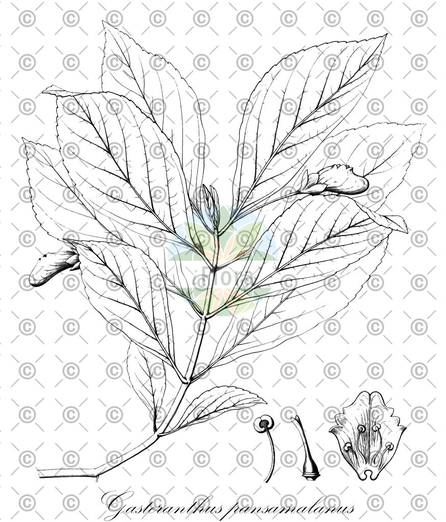 HistAbb_wfo-0000768925_2_ENZY_Simple | Historische Abbildung von Gasteranthus pansamalanus - Gesneriaceae | Historical Illustration of Gasteranthus pansamalanus - Gesneriaceae
