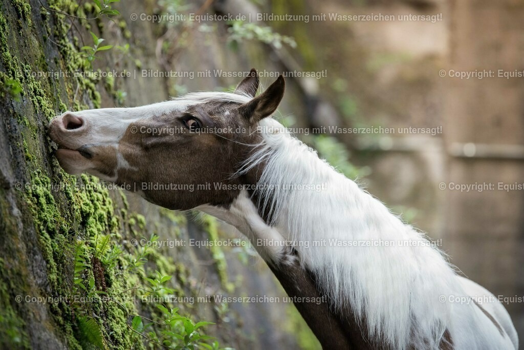 160415_Paint_Horse_in_Industrieanlage_0006 | Foto: Thomas Hartig