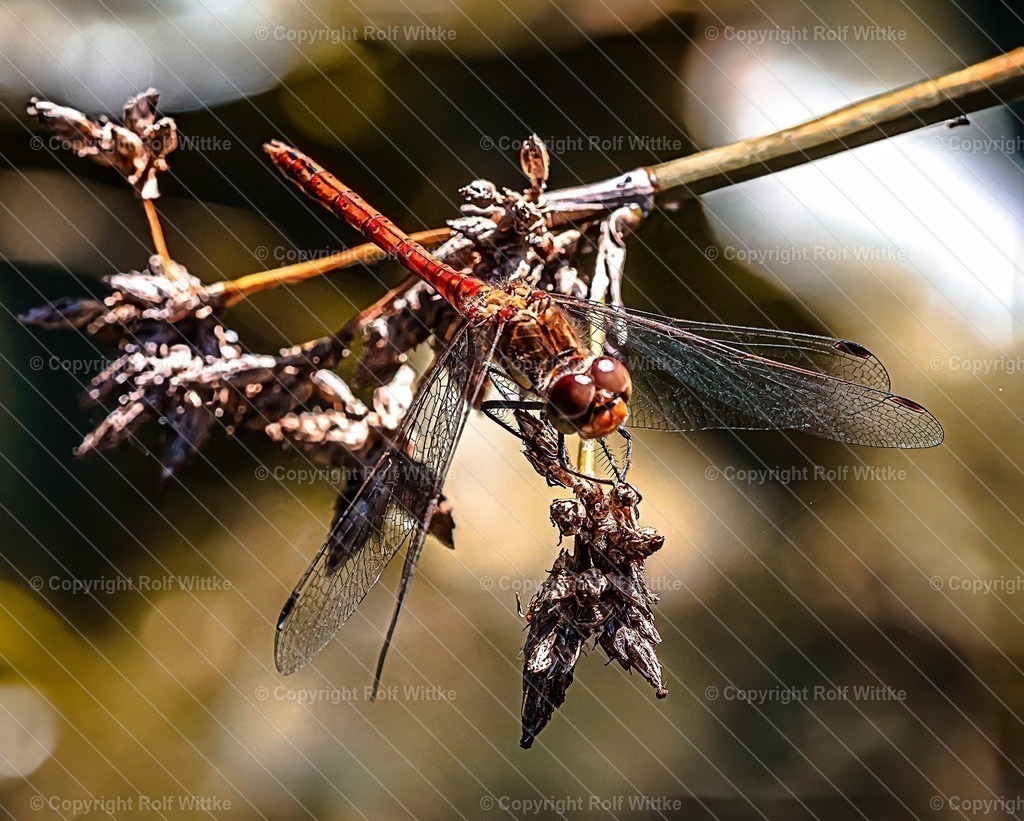 floralib1 | Rolf Wittke  - Realisiert mit Pictrs.com