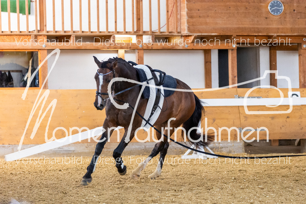 VTD-Voltigierpferde-062 | MomenTaufnahmen Pferdesportfotos