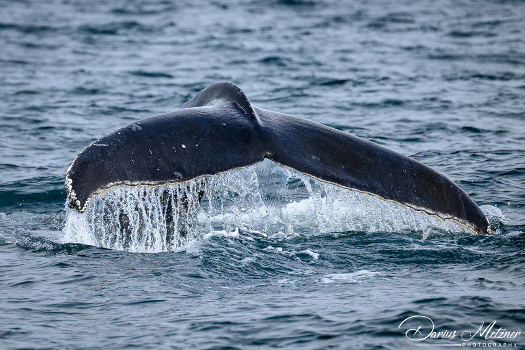 Árskógssandur | Árskógssandur auf Island