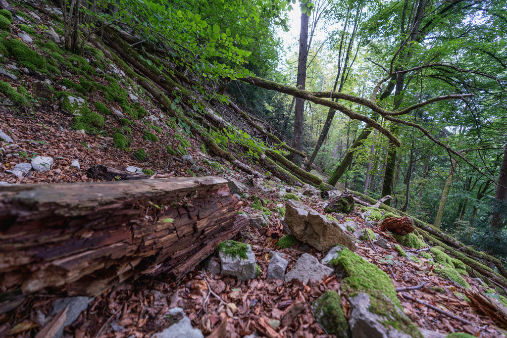 ZD250916093613 | Fotoshop von zweidimensional Fotografie. Ihr Fotograf im Aargau. Abzüge von Ihrem Fotobox Event bestellen.Abzüge von Ihrem Hochzeit bestellen.Abzüge von Ihrem Schulfotograf bestellen.
