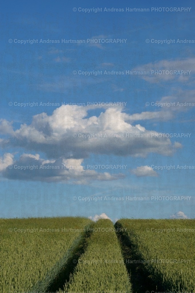 Fahrspur durch Roggenfeld | Fahrspur durch Roggenfeld - Realisiert mit Pictrs.com