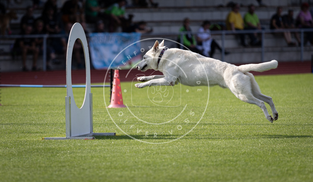 Pfotenfotografie_DV3A2475 | Hundefotografie, Tierfotograf, Pfotenfotografie, Fotoshooting Hund, Hunde Portrait, Hundesport, Hundeportraits, Heideshooting, Hunde, Sportfotograf, Hundefotograf, Turnierhundsport, THS,  - Realisiert mit Pictrs.com
