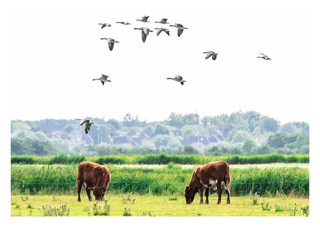 Motiv 85 | Eilun-Art-Fotografie Levke Martens, ihre Fotografin für Immobilien- und Landschaftsfotografie auf Föhr, Föhrer Motive als Poster, Leinwand, hinter Acrylglas oder stelle dir deinen eigenen Monatskalender zusammen, mit nur einem Klick