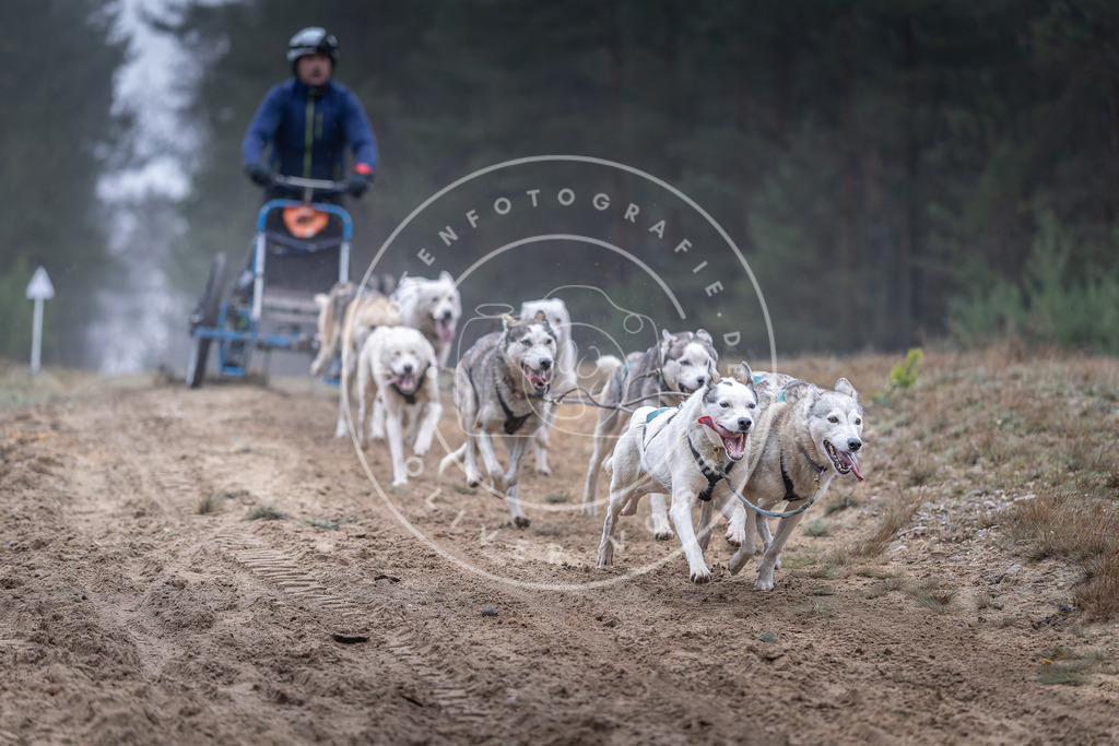 Pfotenfotografie_DV3A0219 | Hundefotografie, Tierfotograf, Pfotenfotografie, Fotoshooting Hund, Hunde Portrait, Hundesport, Hundeportraits, Heideshooting, Hunde, Sportfotograf, Hundefotograf, Turnierhundsport, THS,  - Realisiert mit Pictrs.com