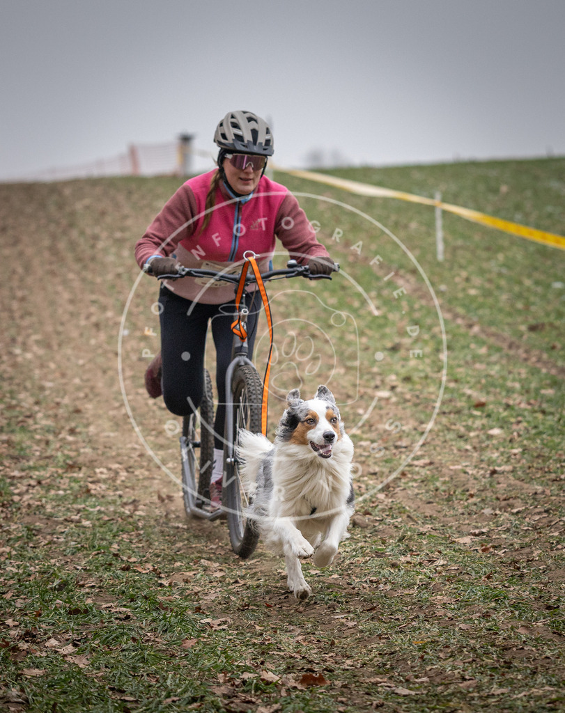 Pfotenfotografie_DV3A1709 | Hundefotografie, Tierfotograf, Pfotenfotografie, Fotoshooting Hund, Hunde Portrait, Hundesport, Hundeportraits, Heideshooting, Hunde, Sportfotograf, Hundefotograf, Turnierhundsport, THS,  - Realisiert mit Pictrs.com