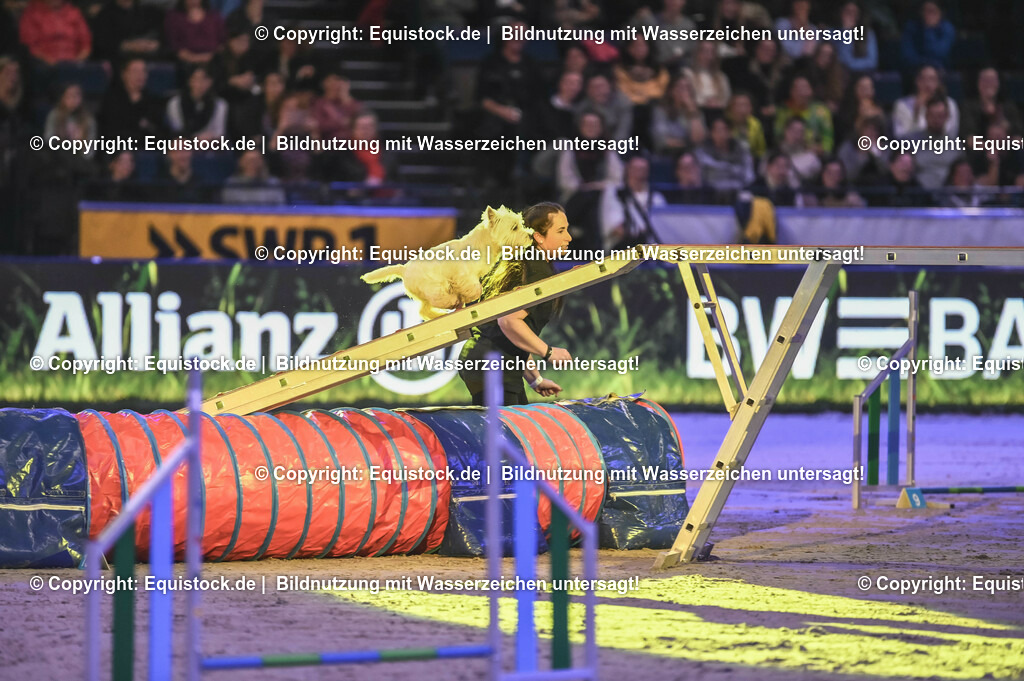 20231115_Dog-Agility_0069_TOMsPiC | Foto: Thomas Hartig