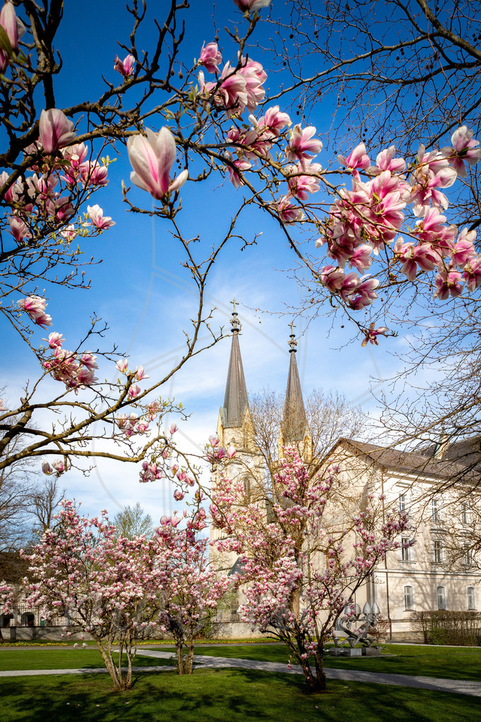 Magnolienbluete_Admont_Steiermark_ -9788 | Ihre Fotografin im Lungau, ihre Fotografin im Mostviertel, Wandbilder Onlineshop, Imagefotos für Ihr Unternehmen,  - Realisiert mit Pictrs.com